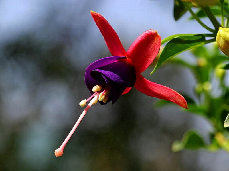 Fuchsia Flower — Red