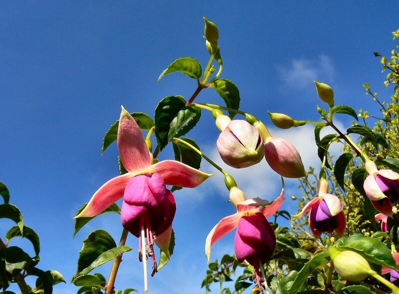 Fuchsia flowers against blue sky