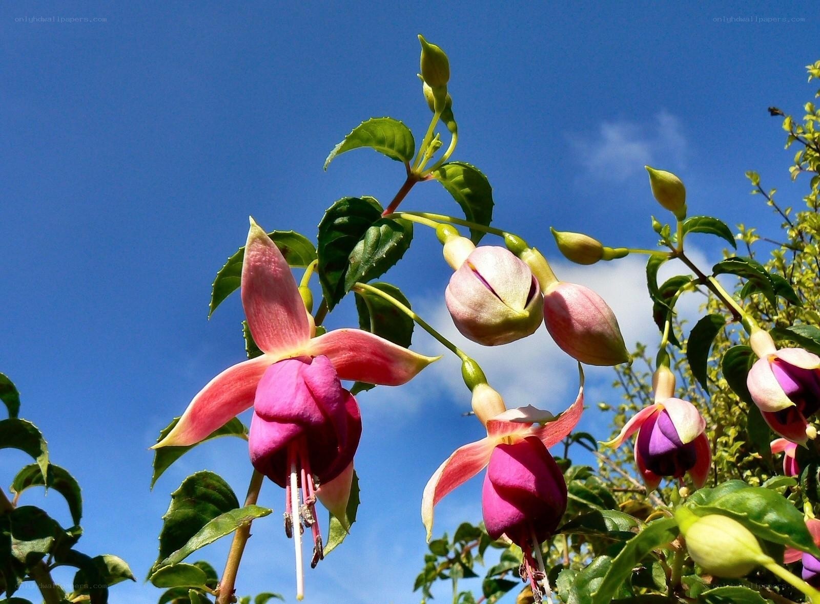 Fuchsia flowers against blue sky