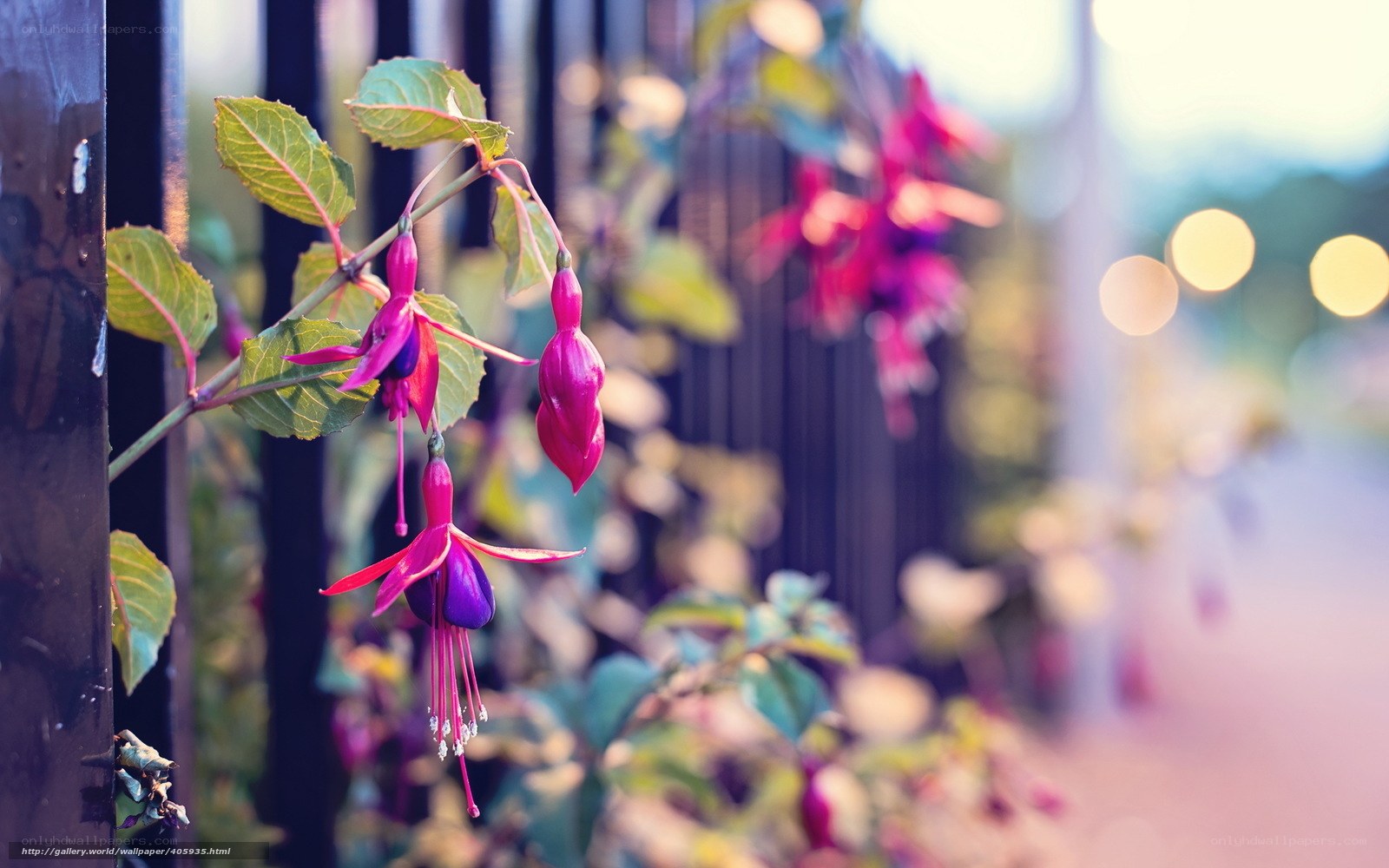 Fuchsia flowers by a fence
