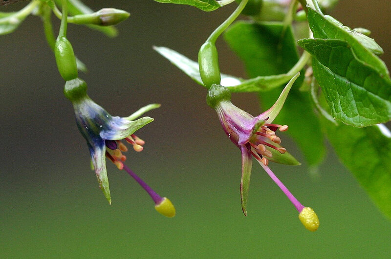 Fuchsia Flowers Hanging — Green
