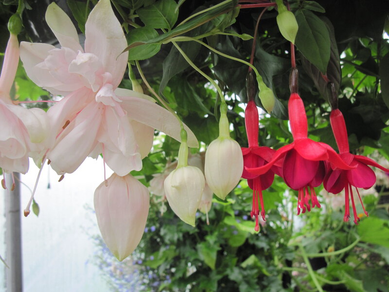 Fuchsia Flowers Hanging — Pink, Calm, Afternoon