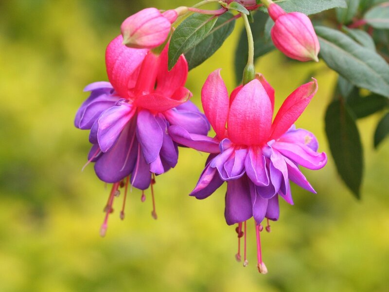Fuchsia Flowers Hanging — Pink, Calm