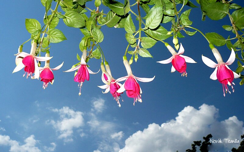 Fuchsia Flowers Hanging — Pink, Serene