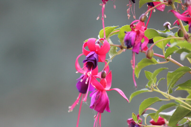 Fuchsia Flowers Hanging — Pink