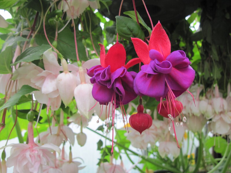 Fuchsia Flowers Hanging — Purple, Calm, Photograph