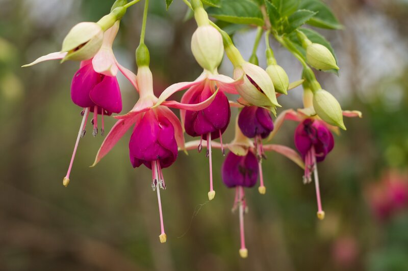 Fuchsia Flowers Hanging — Purple, Calm, Spring
