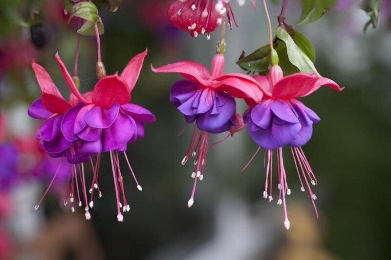 Fuchsia Flowers Hanging — Purple, Calm