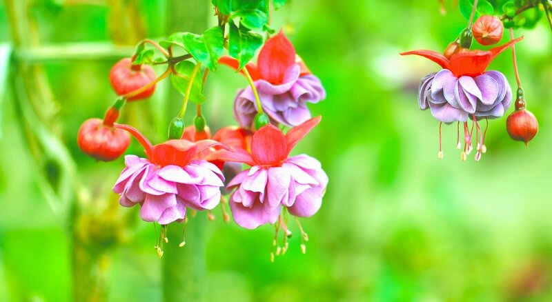 Fuchsia Flowers Hanging — Purple, Serene, Spring
