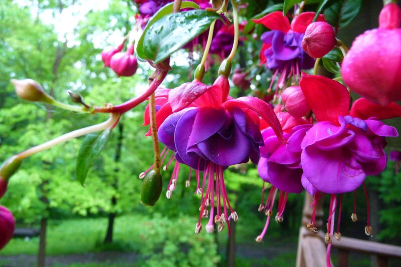 Fuchsia Flowers Hanging — Purple, Serene
