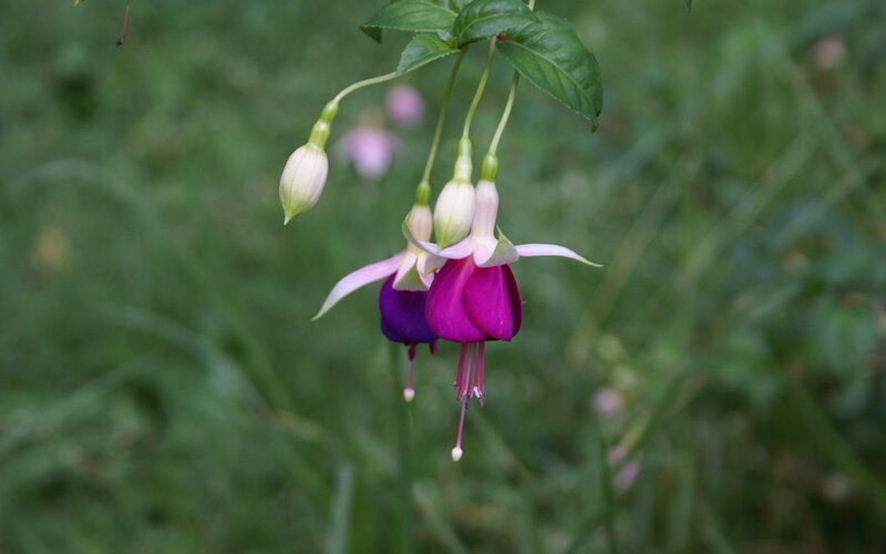 Fuchsia Flowers Hanging — Purple