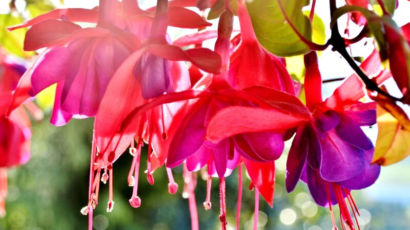 Fuchsia Flowers Hanging — Red, Bright