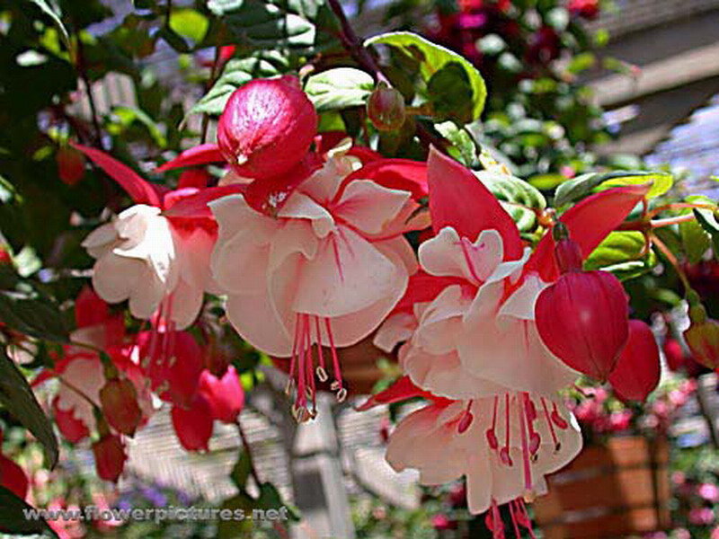 Fuchsia Flowers Hanging — Red, Calm, Afternoon