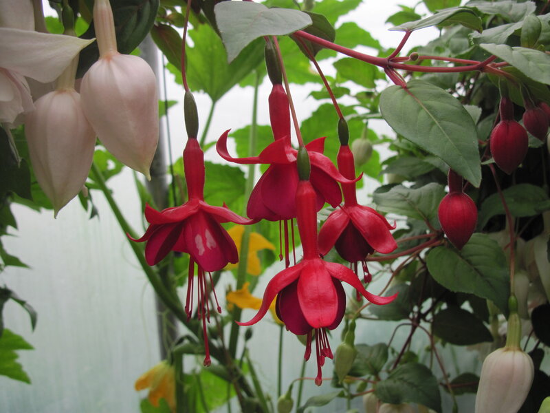 Fuchsia Flowers Hanging — Red, Calm, Photograph, Leaves