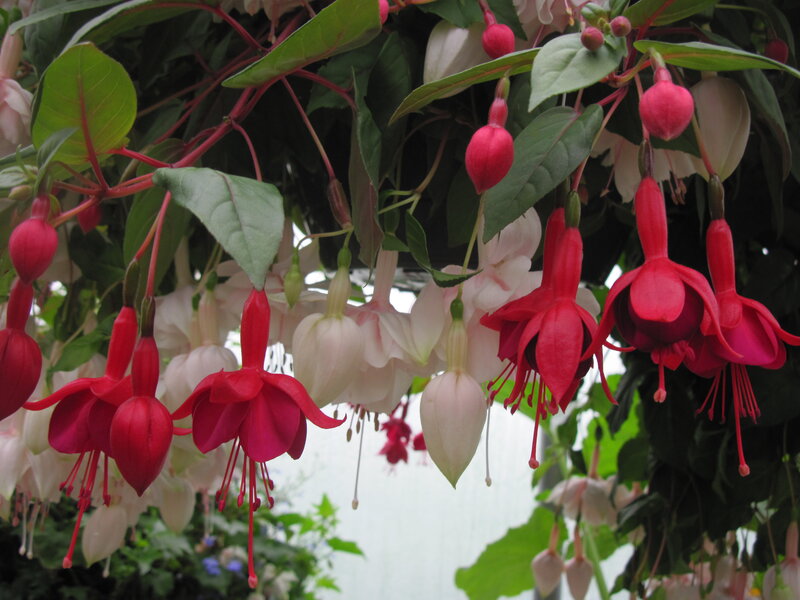 Fuchsia Flowers Hanging — Red, Calm, Photograph