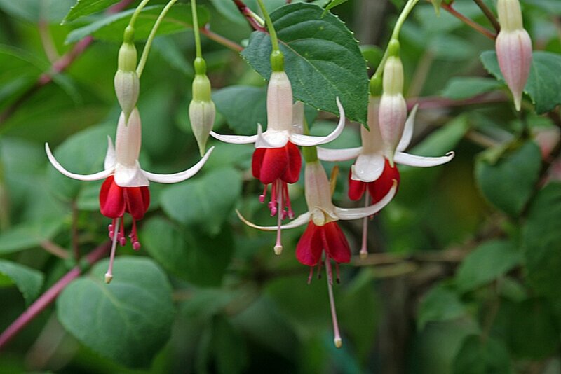 Fuchsia Flowers Hanging — Red, Calm, Spring