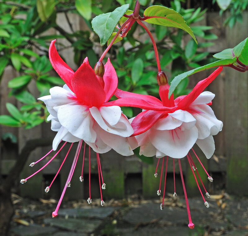 Fuchsia Flowers Hanging — Red, Calm