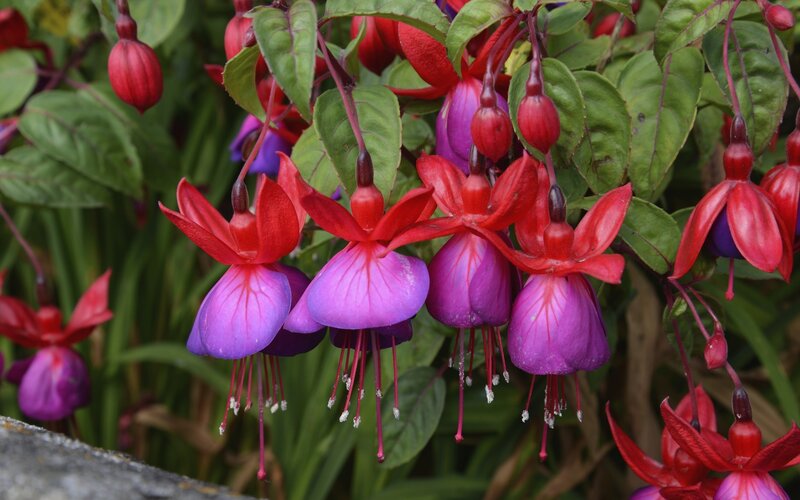 Fuchsia Flowers Hanging — Red, Natural, Summer