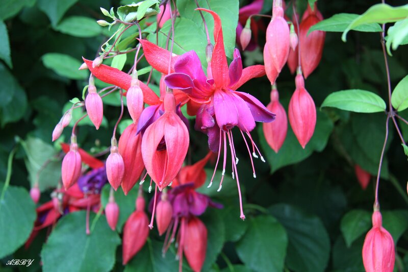 Fuchsia Flowers Hanging — Red, Natural