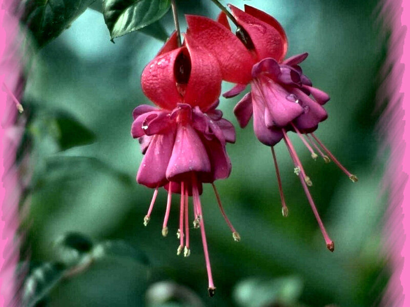 Fuchsia Flowers Hanging — Red