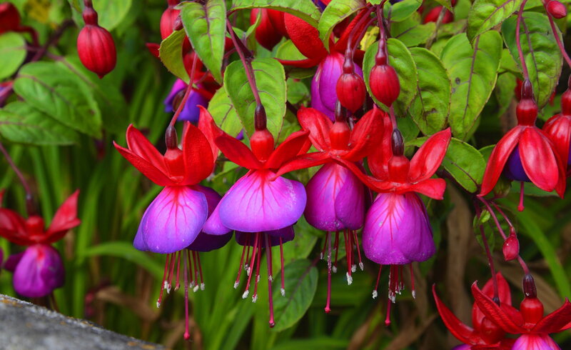 Fuchsia Flowers Hanging — Red, Vibrant