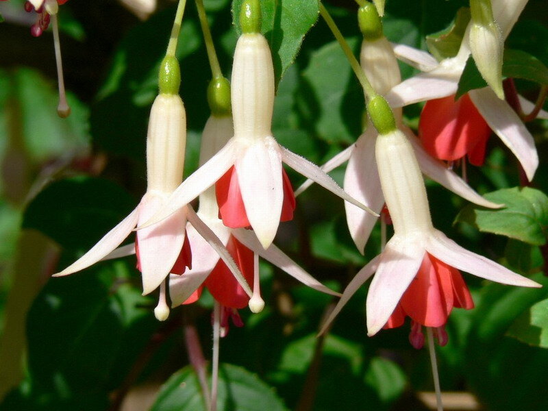 Fuchsia Flowers Hanging — White