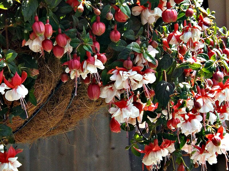 Fuchsia Flowers in Basket
