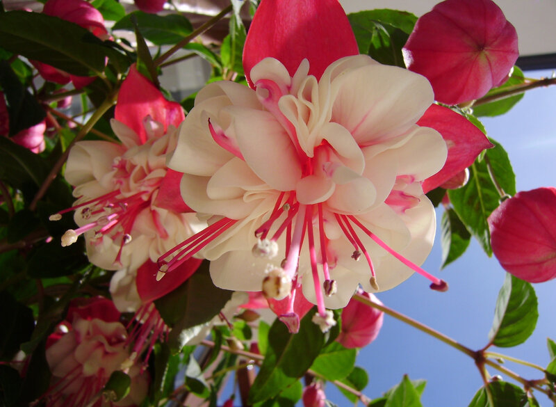 Fuchsia Flowers in Bloom — Pink, Bright