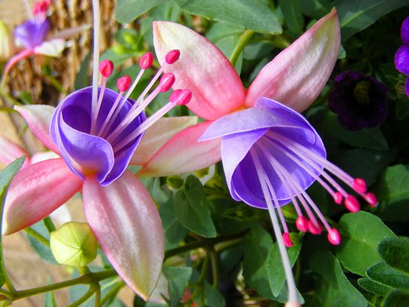 Fuchsia Flowers in Bloom — Pink, Natural, Afternoon