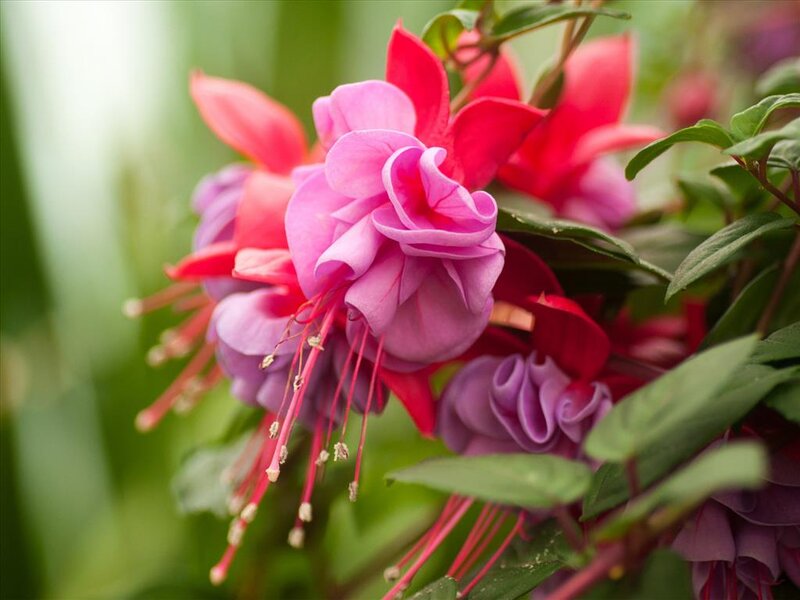 Fuchsia Flowers in Bloom — Pink, Natural, Spring