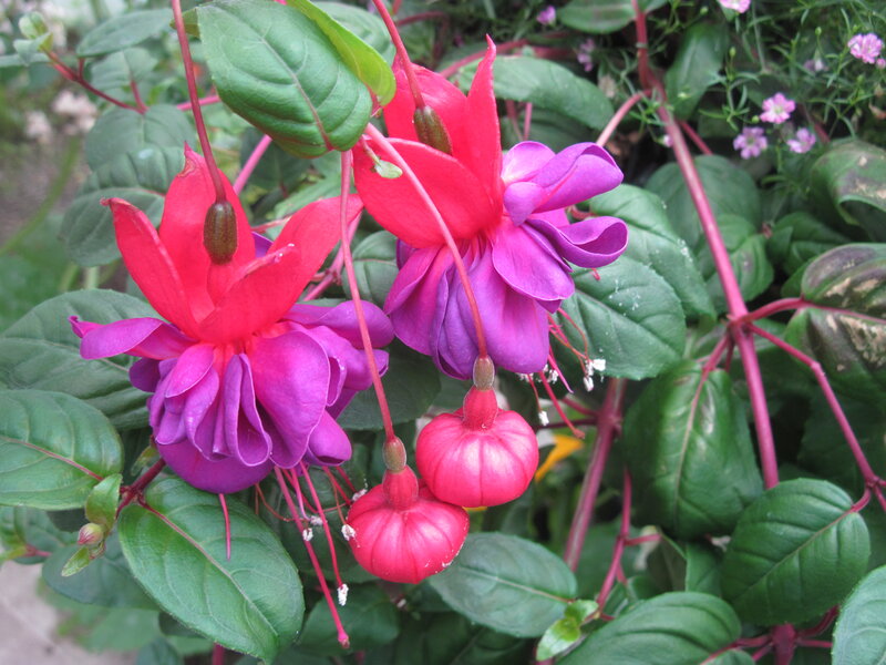 Fuchsia Flowers in Bloom — Pink, Natural
