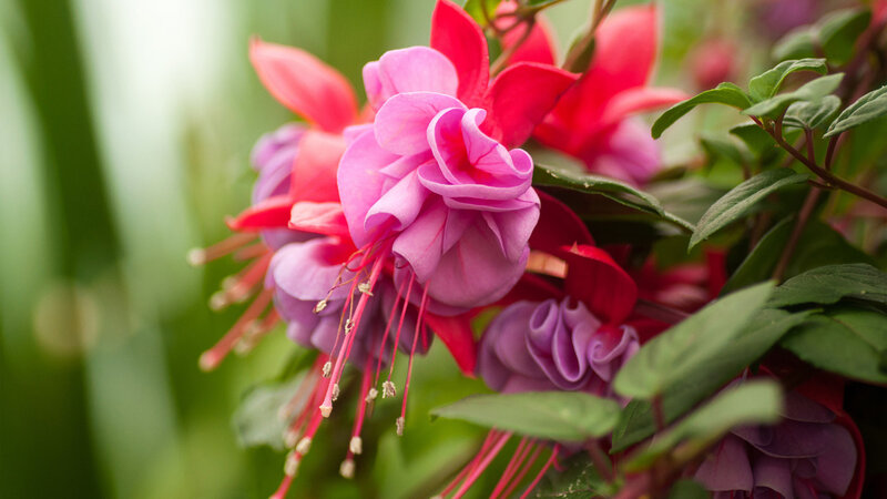 Fuchsia Flowers in Bloom — Pink, Serene