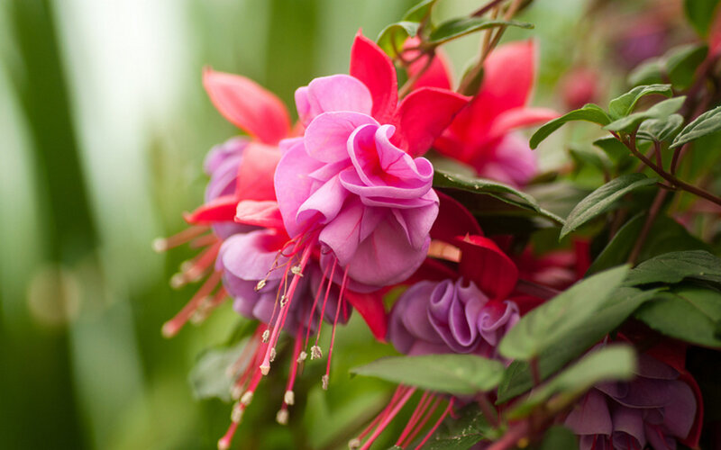 Fuchsia Flowers in Bloom — Pink