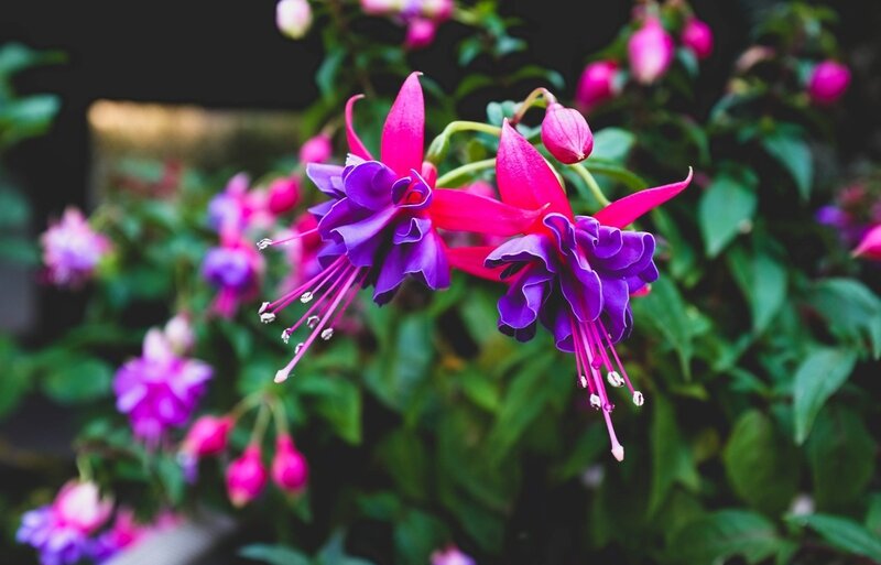 Fuchsia Flowers in Bloom — Purple