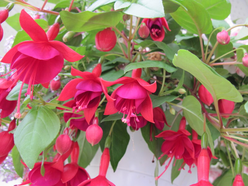 Fuchsia Flowers in Bloom — Red