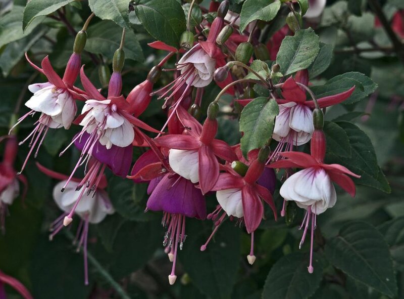 fuchsia flowers in bloom