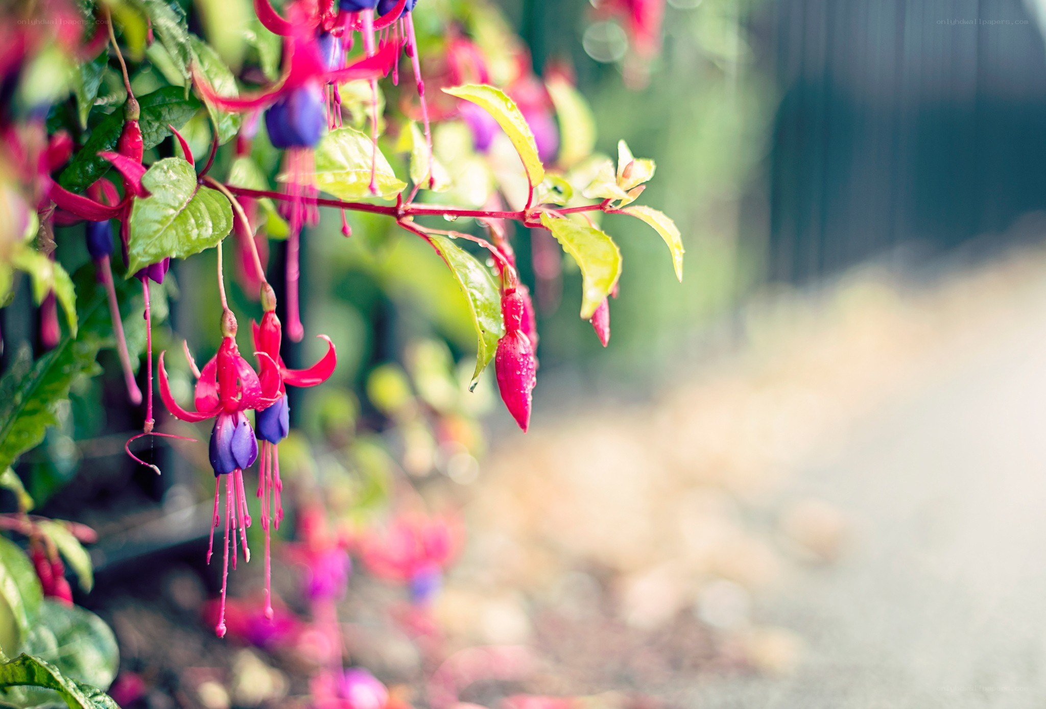 Fuchsia flowers in garden