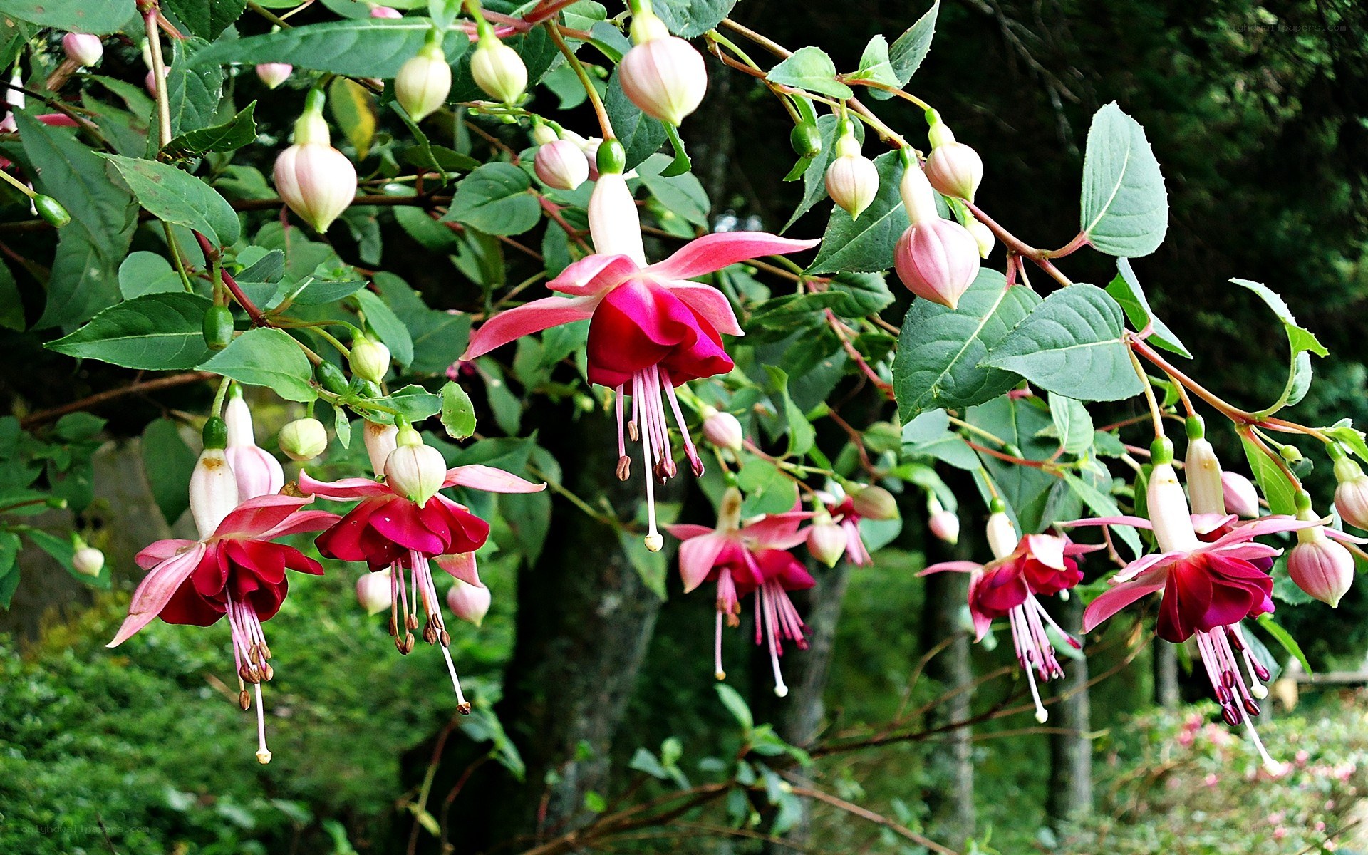 fuchsia flowers in garden
