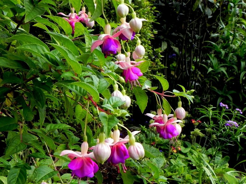 Fuchsia Flowers in Garden — Purple