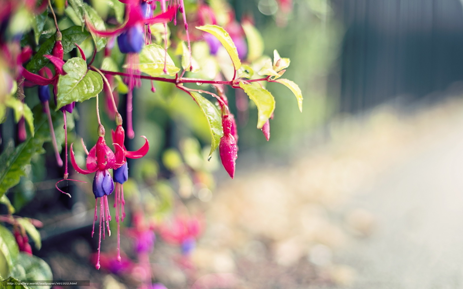 Fuchsia flowers in garden