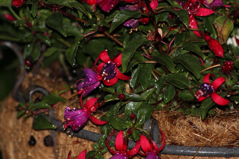 Fuchsia Flowers in Planter