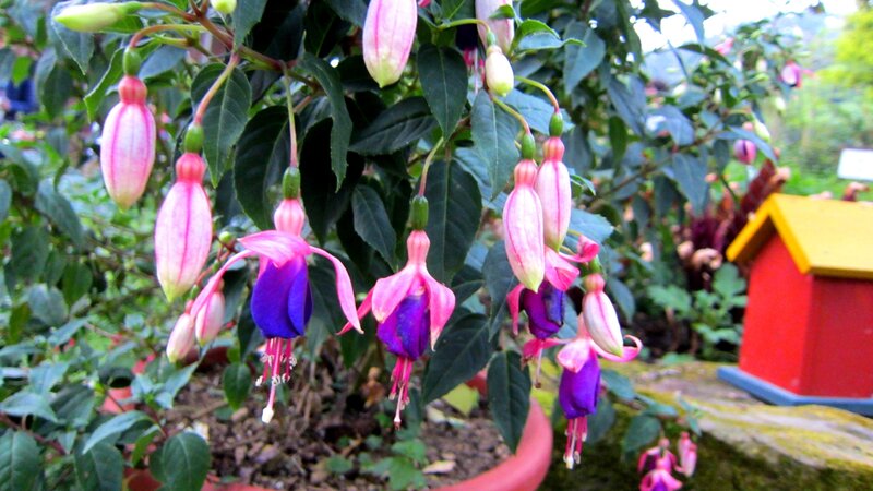 Fuchsia Flowers in Pot