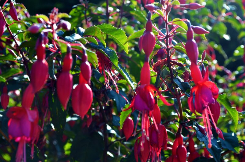 Fuchsia Flowers in Sunlight