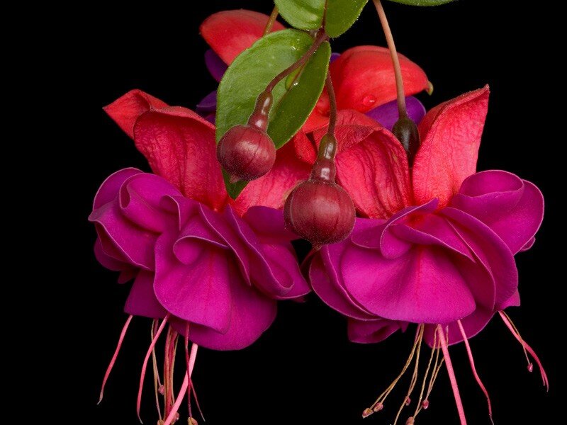 Fuchsia Flowers — Magenta, Dramatic, Photograph