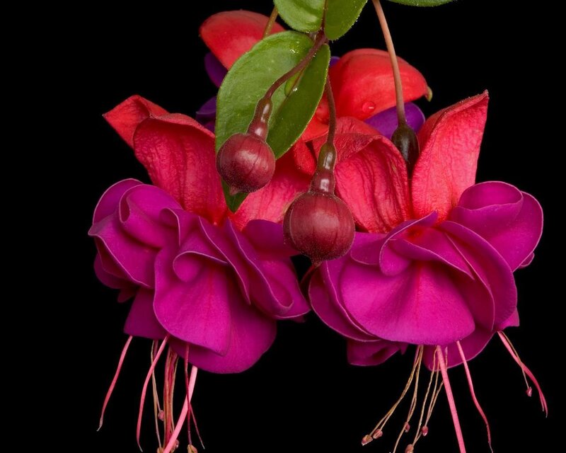 Fuchsia Flowers — Magenta