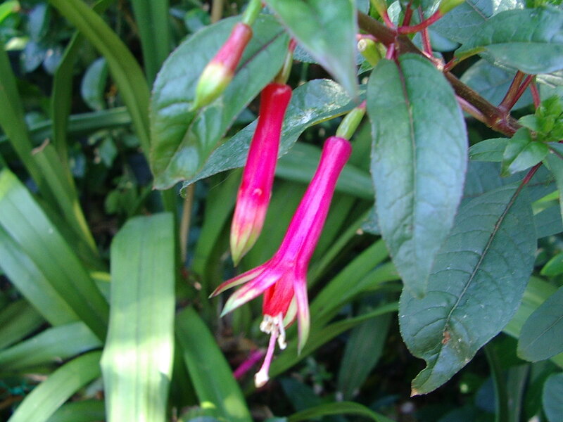 Fuchsia Flowers on a Plant