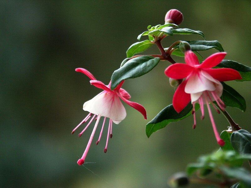 Fuchsia Flowers on Branch