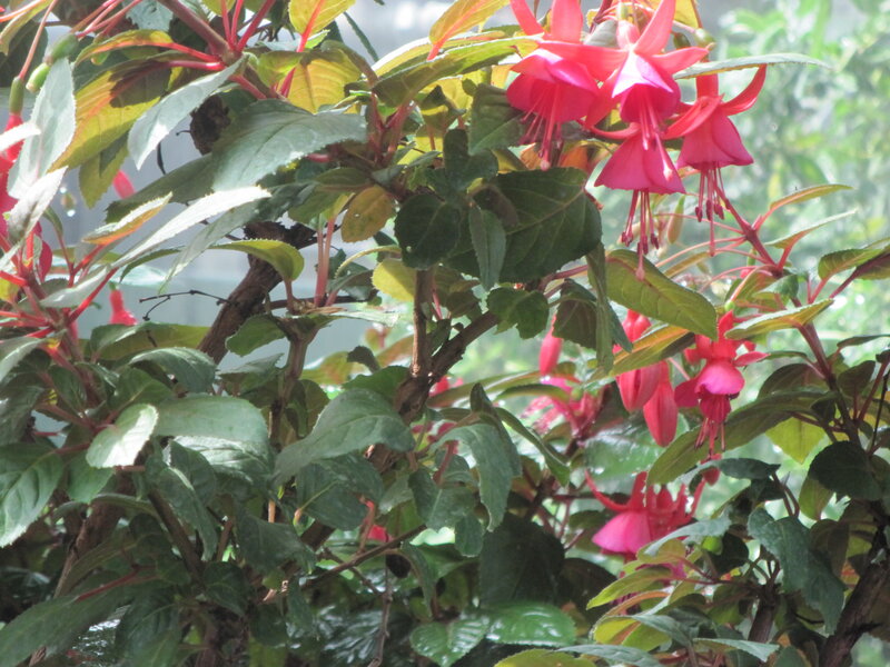 Fuchsia Flowers on Bush — Pink, Calm