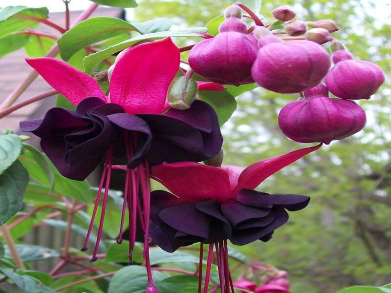 Fuchsia Flowers on Bush — Pink