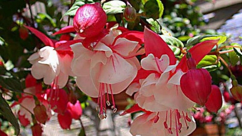 Fuchsia Flowers on Bush — Red, Serene